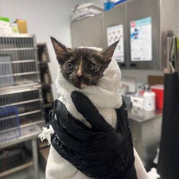 Letty -  Domestic Short Hair Cat for Adoption in Abilene, Texas - Letty | PetCurious