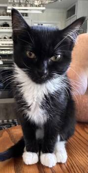Domestic Short Hair Cats Available for Adoption in Wilkesboro, North Carolina - Peter | PetCurious