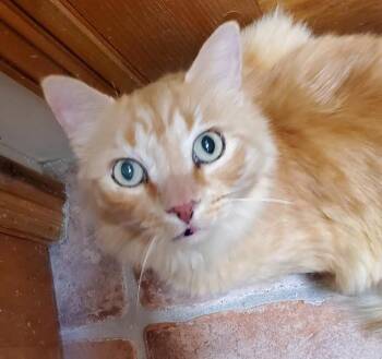 Rescue Tabby and Domestic Short Hair Cats for Adoption in Las Cruces, New Mexico - Bumper | PetCurious