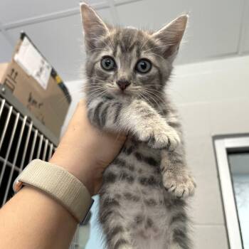 Tibia -  Domestic Short Hair Cat for Adoption in Carencro, Louisiana - Tibia | PetCurious