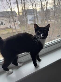 Domestic Short Hair Cats Available for Adoption - Chickadee | PetCurious
