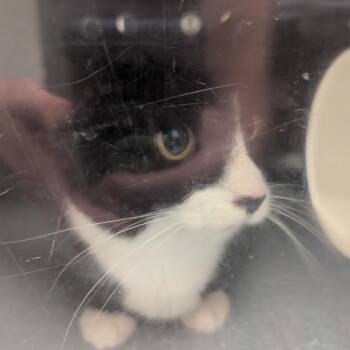 Gnocchi -  Domestic Short Hair Cat for Adoption in Charlottesville, Virginia - Gnocchi | PetCurious