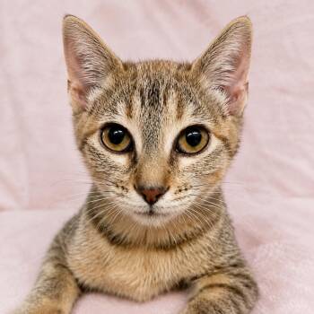 Agape -  Domestic Short Hair Cat for Adoption in Columbia, Missouri - Agape | PetCurious