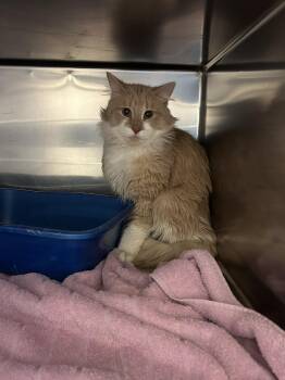 Domestic Long Hair Cats Available for Adoption in Burlington, Iowa - Florian | PetCurious