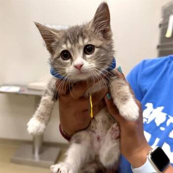 CHRISSY -  Domestic Short Hair Cat for Adoption in St. Louis, Missouri - CHRISSY | PetCurious