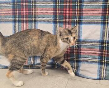 Whitney -  Domestic Short Hair Cat for Adoption in Dickson, Tennessee - Whitney | PetCurious