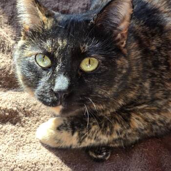 AUTUMN -  American Shorthair Cat for Adoption - AUTUMN | PetCurious