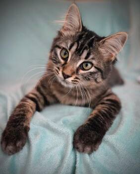 Rescue Domestic Medium Hair Cats for Adoption in Ridgeside, Tennessee - Purrsnickety | PetCurious