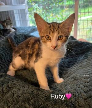 Ruby -  Domestic Short Hair Cat for Adoption in Lunenburg, Massachusetts - Ruby | PetCurious