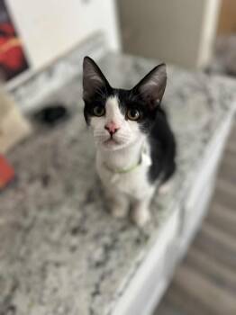Rescue Domestic Short Hair Cats for Adoption in Newberg, Oregon - Cindy | PetCurious