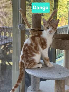 Dango and Matcha -  Domestic Short Hair Cat for Adoption in Brighton, Michigan - Dango And Matcha | PetCurious