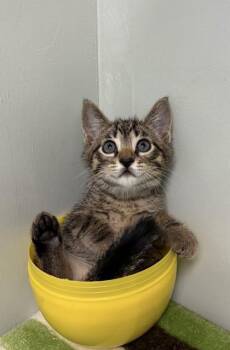 Domestic Short Hair Cats Available for Adoption in Picayune, Mississippi - Petro | PetCurious