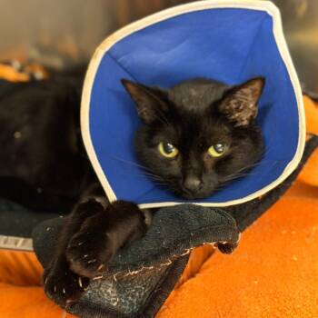 Domestic Short Hair Cats Available for Adoption in West Palm Beach, Florida - Dahlia | PetCurious