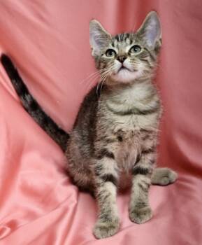 Rescue Domestic Short Hair Cats for Adoption in Hastings, Minnesota - Spree | PetCurious