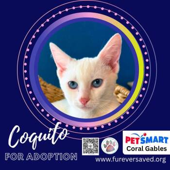 Coquito -  Domestic Short Hair Cat for Adoption in Miami, Florida - Coquito | PetCurious