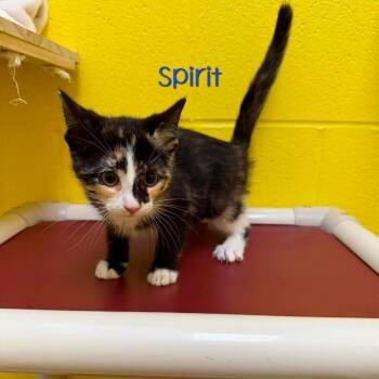 Spirit -  Domestic Short Hair Cat for Adoption in Parkersburg, West Virginia - Spirit | PetCurious