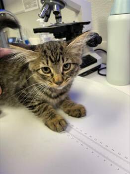 Rescue Domestic Short Hair Cats for Adoption in Rosenberg, Texas - CARTER | PetCurious