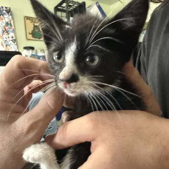 Tohru aka Socks -  Domestic Medium Hair Cat for Adoption in San Antonio, Texas - Tohru Aka Socks | PetCurious