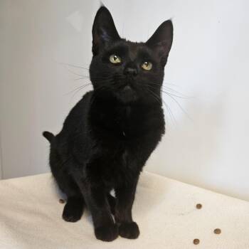 Domestic Short Hair Cats Available for Adoption in Barron, Wisconsin - Lilo | PetCurious