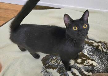 Domestic Short Hair Cats Available for Adoption in Vancouver, Washington - Mama | PetCurious