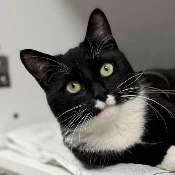 Rescue Domestic Short Hair Cats for Adoption in Norwalk, Connecticut - Madeline | PetCurious