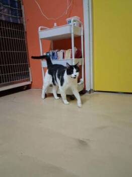 Domestic Medium Hair and Domestic Short Hair Cats Available for Adoption in Scottsbluff, Nebraska - Winnie | PetCurious