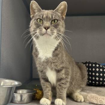 Grandmother Willow -  Domestic Short Hair Cat for Adoption in Bardstown, Kentucky - Grandmother Willow | PetCurious