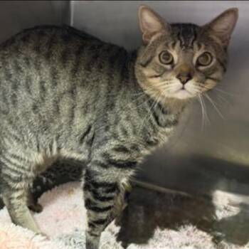 Domestic Short Hair Cats Available for Adoption in New York, New York - Tiger Nash | PetCurious