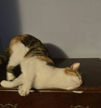 Rescue Domestic Short Hair and Calico Cats for Adoption in Macedonia, Ohio - Janey | PetCurious