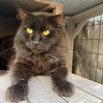 Floyd -  Domestic Long Hair Cat for Adoption in Long Beach, California - Floyd | PetCurious