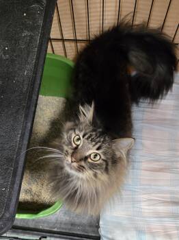 Artichoke -  Domestic Long Hair Cat for Adoption in Mokena, Illinois - Artichoke | PetCurious