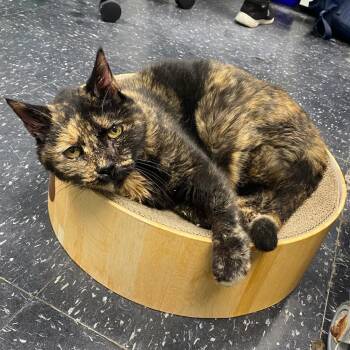 Domestic Short Hair Cats Available for Adoption - Willma | PetCurious