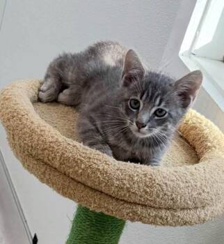 Harley -  Manx Cat for Adoption in Blanch, North Carolina - Harley | PetCurious