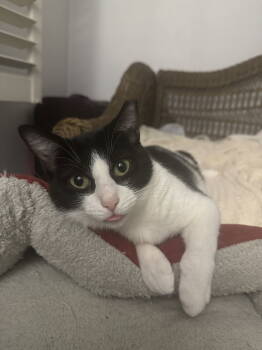 Rescue Domestic Short Hair Cats for Adoption in Camden, South Carolina - Charisma | PetCurious