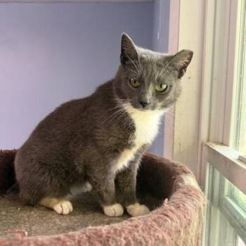 Rescue Domestic Short Hair Cats for Adoption in Pitman, New Jersey - Pumpkin | PetCurious