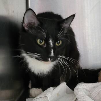 Domestic Medium Hair Cats Available for Adoption - Kristoff | PetCurious