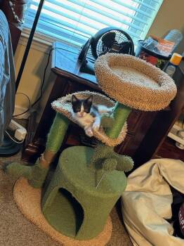 Rescue American Shorthair Cats for Adoption in Tunica, Mississippi - Jeeves | PetCurious