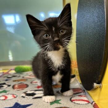 Domestic Short Hair Cats Available for Adoption in Abilene, Texas - Cronus | PetCurious