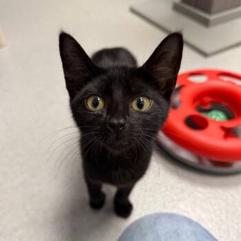Bee -  Domestic Short Hair Cat for Adoption in Hampton Bays, New York - Bee | PetCurious