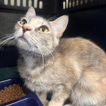 Goldie -  Domestic Short Hair Cat for Adoption in Spokane, Washington - Goldie | PetCurious