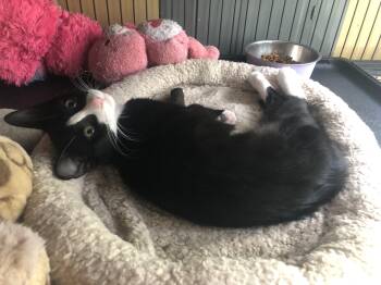 Delores -  Tuxedo and Domestic Short Hair Cat for Adoption in Richmond, Virginia - Delores | PetCurious