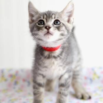 Apple Jack -  Domestic Short Hair Cat for Adoption in Keizer, Oregon - Apple Jack | PetCurious
