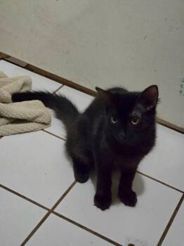 Willow -  Domestic Medium Hair Cat for Adoption in Diamond Springs, California - Willow | PetCurious