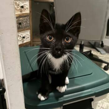 Meowtini -  Extra Toes Cat Hemingway Polydactyl Cat for Adoption in Bulverde, Texas - Meowtini | PetCurious