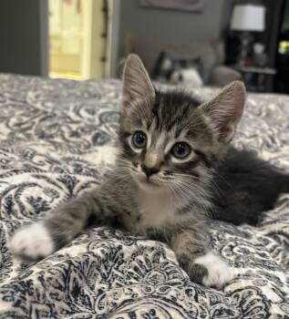 Benedict -  Domestic Short Hair Cat Available for Adoption in Diamond Springs, California - Benedict | PetCurious