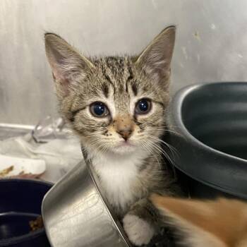 Stitches -  Domestic Short Hair Cat for Adoption in Philadelphia, Pennsylvania - Stitches | PetCurious