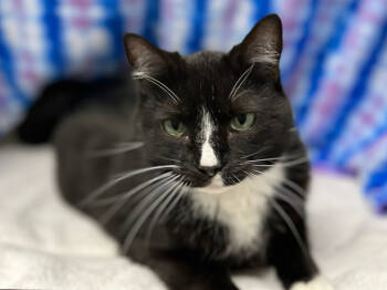 Rescue Domestic Short Hair Cats for Adoption in Raleigh, North Carolina - Girl Scout Cookie | PetCurious