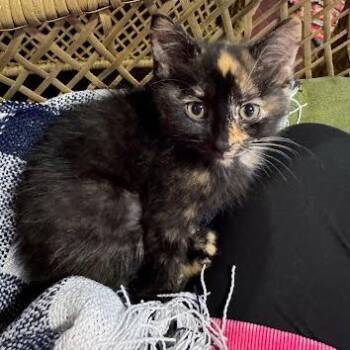 Taters -  Domestic Medium Hair Cat for Adoption in South Elgin, Illinois - Taters | PetCurious