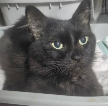 Rescue Domestic Long Hair Cats for Adoption in Huntsburg, Ohio - Darla Mae | PetCurious