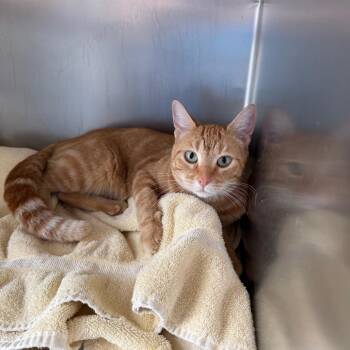 Simone -  Domestic Short Hair Cat for Adoption in Council Bluffs, Iowa - Simone | PetCurious